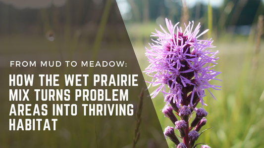 From Mud to Meadow: How the Wet Prairie Mix Turns Problem Areas Into Thriving Habitat