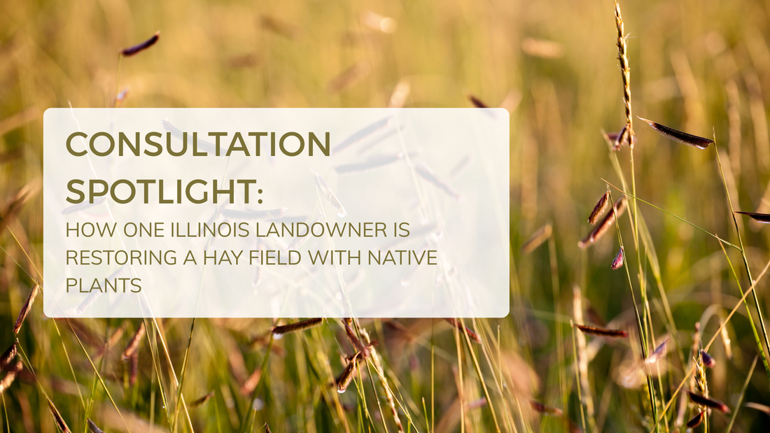 Consultation Spotlight: How One Illinois Landowner is Restoring a Hay Field with Native Plants