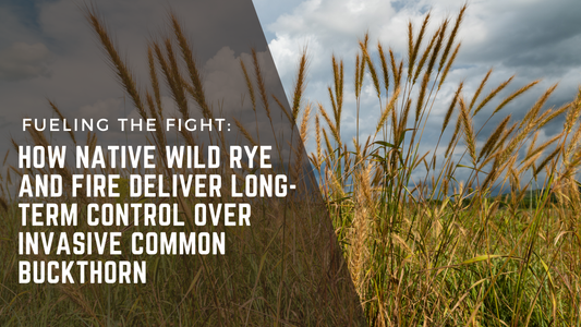 Discover how native wild rye (Elymus virginicus) and prescribed fire offer long-term control of invasive common buckthorn. Learn about University of Minnesota research transforming woodland restoration through native seeding and fire ecology.