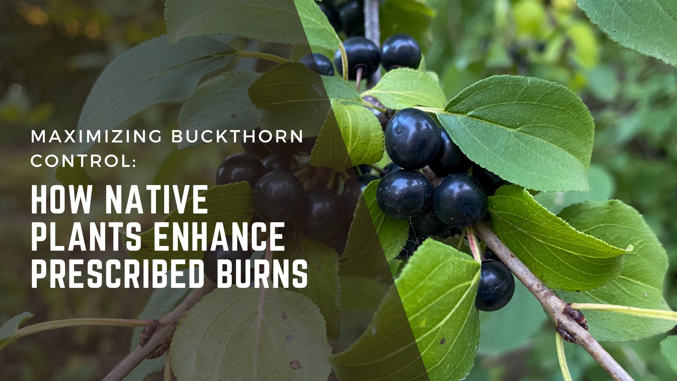 Maximizing Buckthorn Control: How Native Plants Enhance Prescribed Bur ...