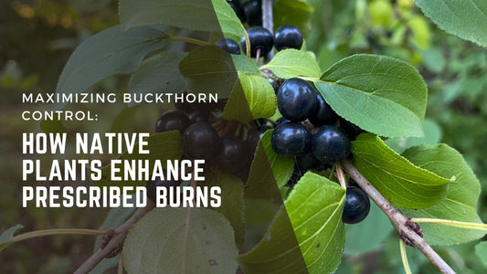 Maximizing Buckthorn Control: How Native Plants Enhance Prescribed Burns