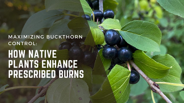 Maximizing Buckthorn Control: How Native Plants Enhance Prescribed Bur ...