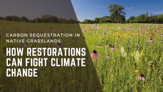 Carbon Sequestration in Native Grasslands: How Restorations Can Fight Climate Change