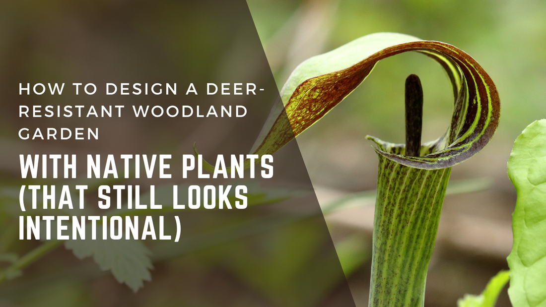 How to Design a Deer-Resistant Woodland Garden with Native Plants (That Still Looks Intentional)