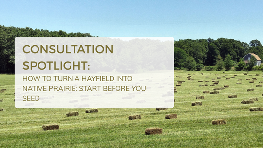 How to Turn a Hayfield Into Native Prairie: Start Before You Seed