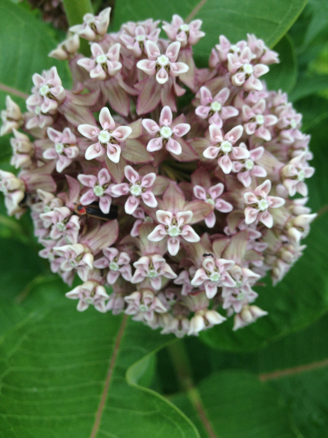 Plant Milkweed in the Fall?