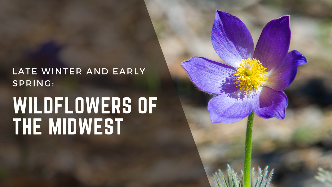 Late Winter and Early Spring Wildflowers of the Midwest