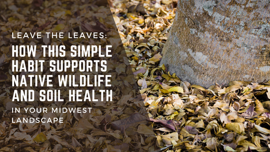 Leave the Leaves: How This Simple Habit Supports Native Wildlife and Soil Health in Your Midwest Landscape