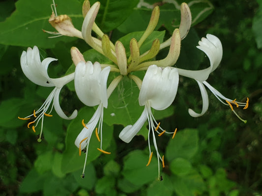 How can I control Honeysuckle without herbicide use?