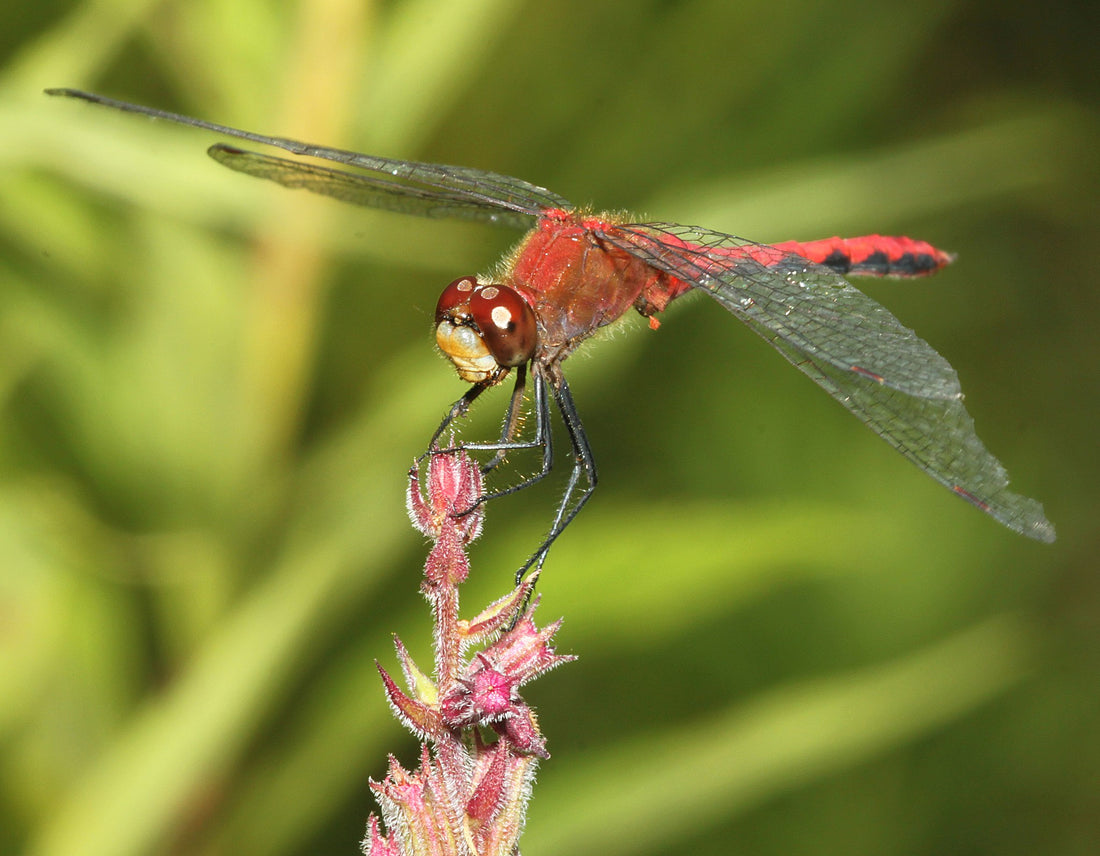 Native Plants and……Dragonflies?