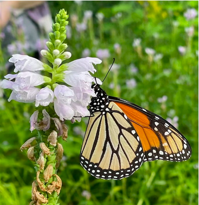 Monarch Marvels: Navigating the Skies and Seasons with Illinois Butterflies