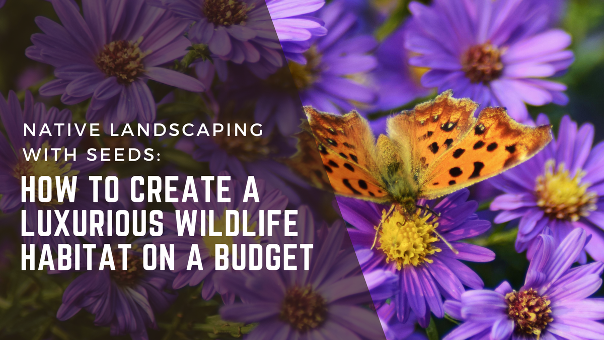 Native Landscaping with Seeds: How to Create a Luxurious Wildlife Habi ...