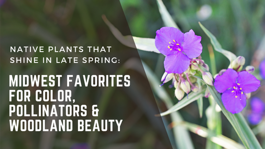Native Plants That Look Their Best in Late Spring