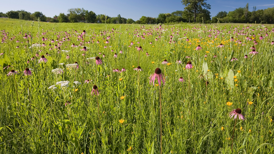 Using Native Seed Mixes for Invasive Species Recovery Projects
