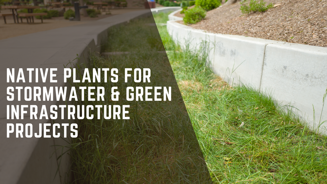 Native Plants for Stormwater & Green Infrastructure Projects