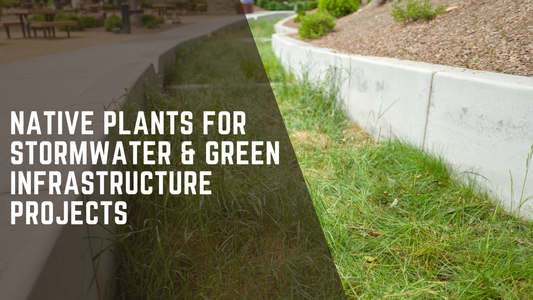 Native Plants for Stormwater & Green Infrastructure Projects