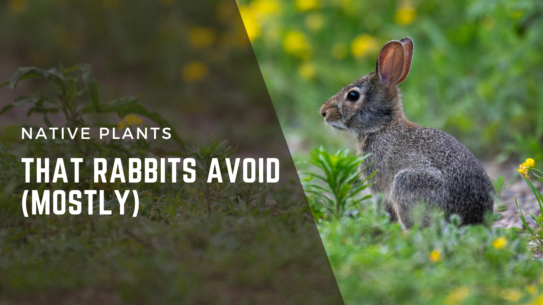 Native Na Rabbit Native Plants That Rabbits Avoid (Mostly) – Natural Communities LLC