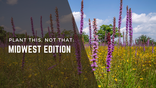 Plant This, Not That: Midwest Edition