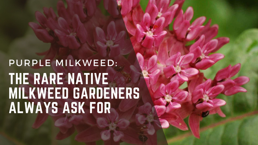 Purple Milkweed: The Rare Native Milkweed Gardeners Always Ask For