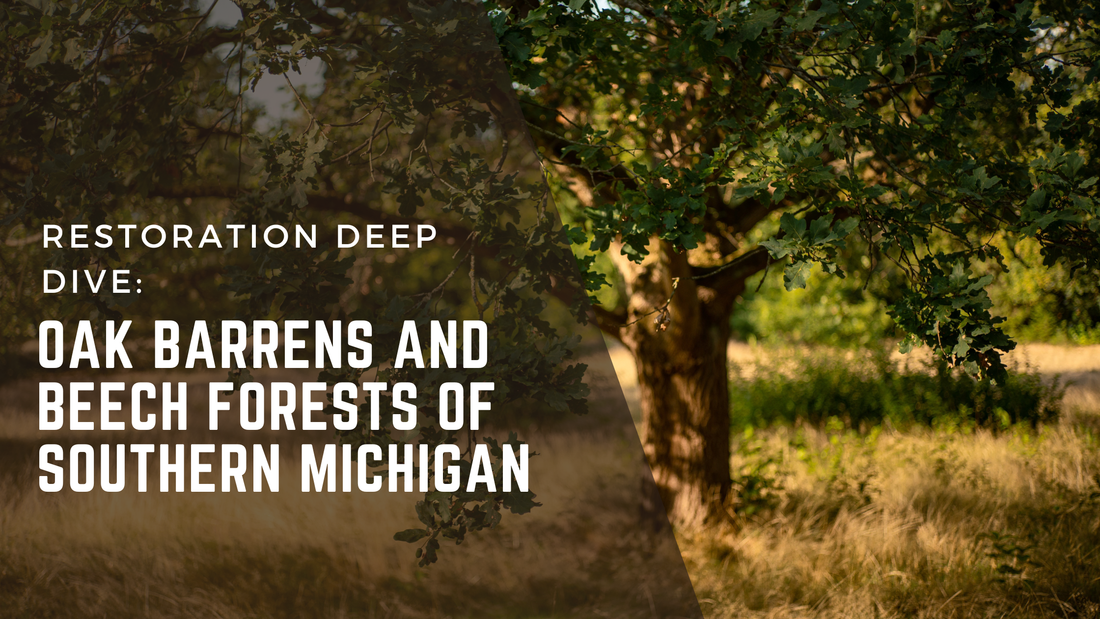 Restoration Deep Dive: Oak Barrens and Beech Forests of Southern Michigan