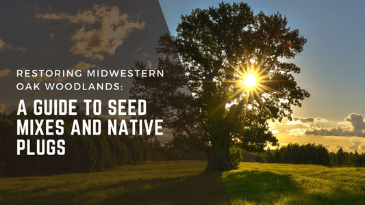 Restoring Midwestern Oak Woodlands: A Guide to Seed Mixes and Native Plugs