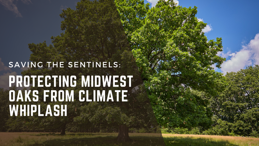 Saving the Sentinels: Protecting Midwest Oaks from Climate Whiplash
