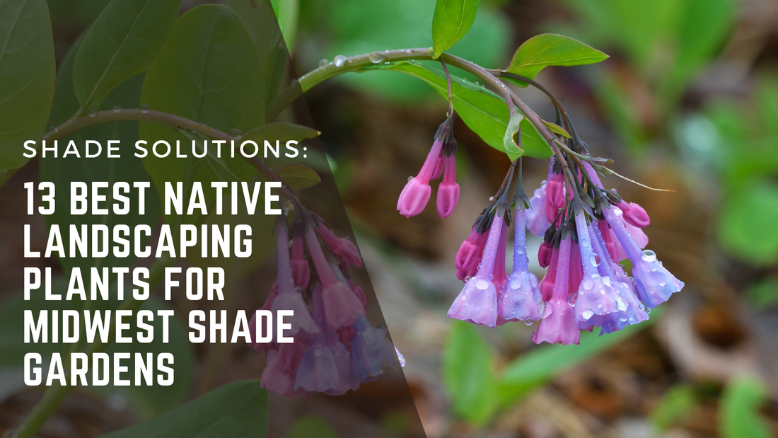 Shade Solutions: 13 of the best native plants for shady Midwest gardens. A beautiful cluster of Virginia bluebells drip with morning dew. 