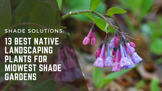 Shade Solutions: 13 of the best native plants for shady Midwest gardens. A beautiful cluster of Virginia bluebells drip with morning dew. 
