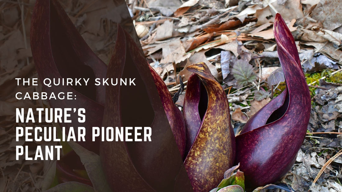 The Quirky Skunk Cabbage: Nature's Peculiar Pioneer Plant