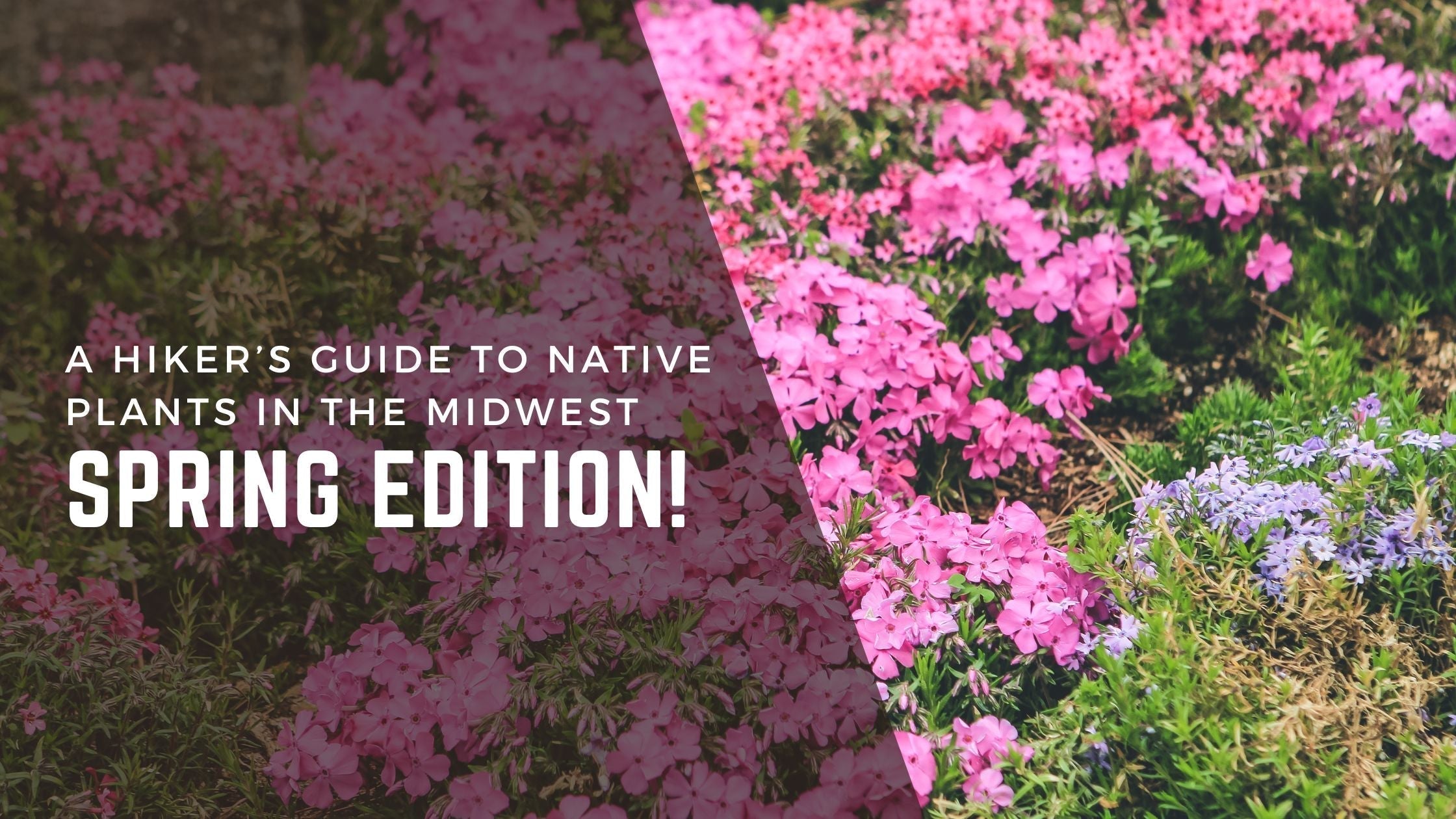 A Hiker’s Guide to Native Plants in the Midwest – Spring Edition ...