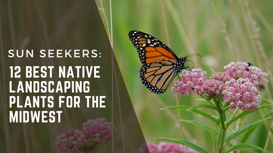 Sun seekers native plants that thrive in sunny gardens and are pollinator friendly. A monarch butterfly lands on a showy pink milkweed.