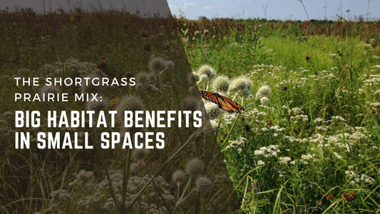 The Shortgrass Prairie Mix: Big Habitat Benefits in Small Spaces