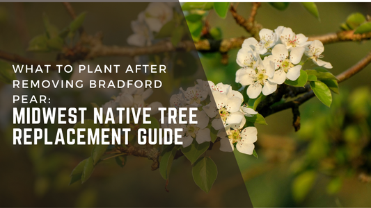 What to Plant After Removing Bradford Pear: Midwest Native Tree Replacement Guide