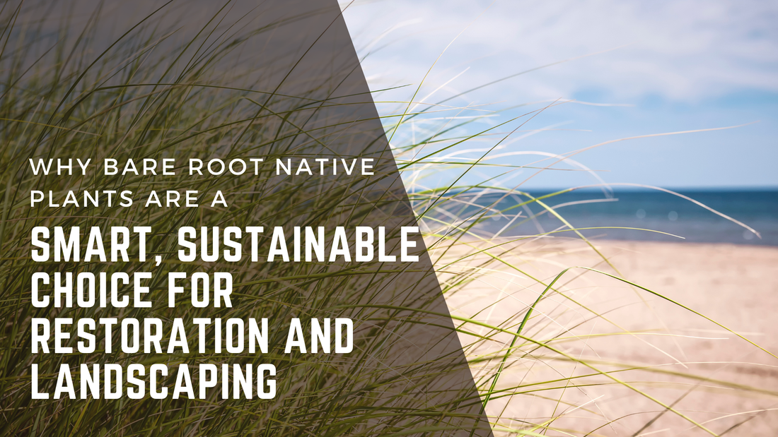 Why Bare Root Native Plants Are a Smart, Sustainable Choice for Restoration and Landscaping