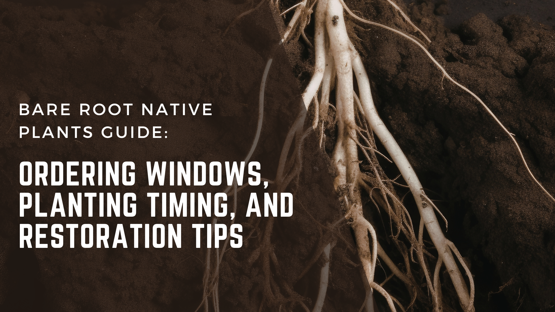 Bare Root Native Plants Guide: Ordering Windows, Planting Timing, and ...