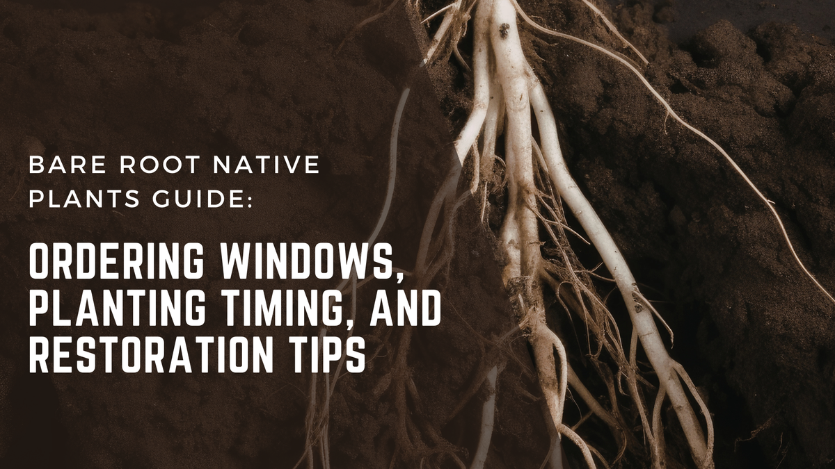 Bare Root Native Plants Guide: Ordering Windows, Planting Timing, and ...