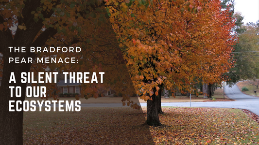 The Bradford Pear Menace: A Silent Threat to Our Ecosystems