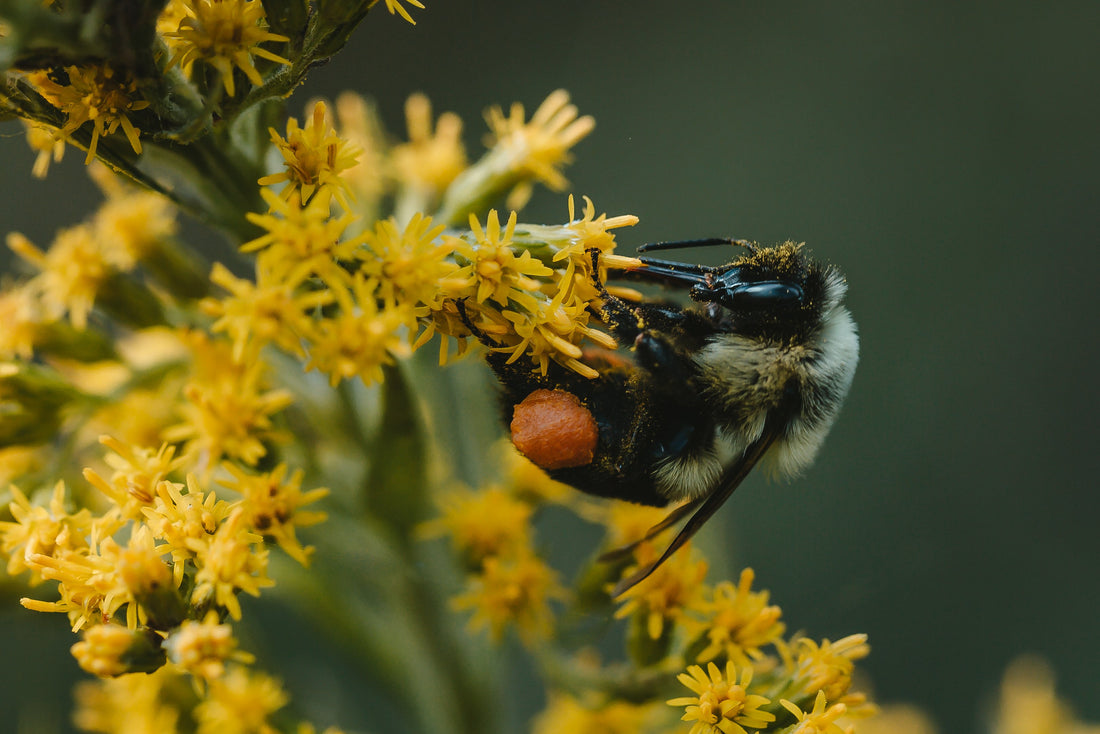 The Conservation Reserve Program (CRP) Can Be A Great Boost For Pollinators