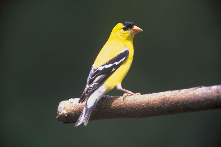 Native Plants That Attract Birds