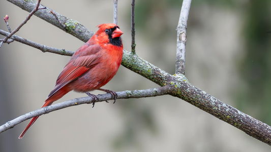 Winter Tree Identification: Favorite Books &amp; Resources for the Midwest
