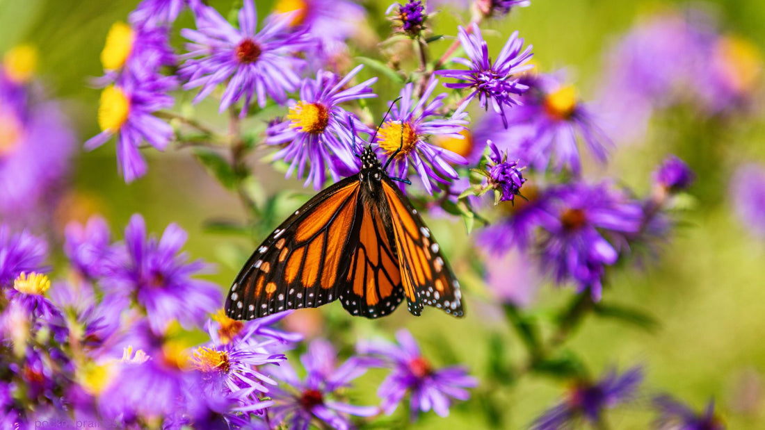 Tangible Actions for Climate Change: How to Plant a Pocket Prairie Native Garden