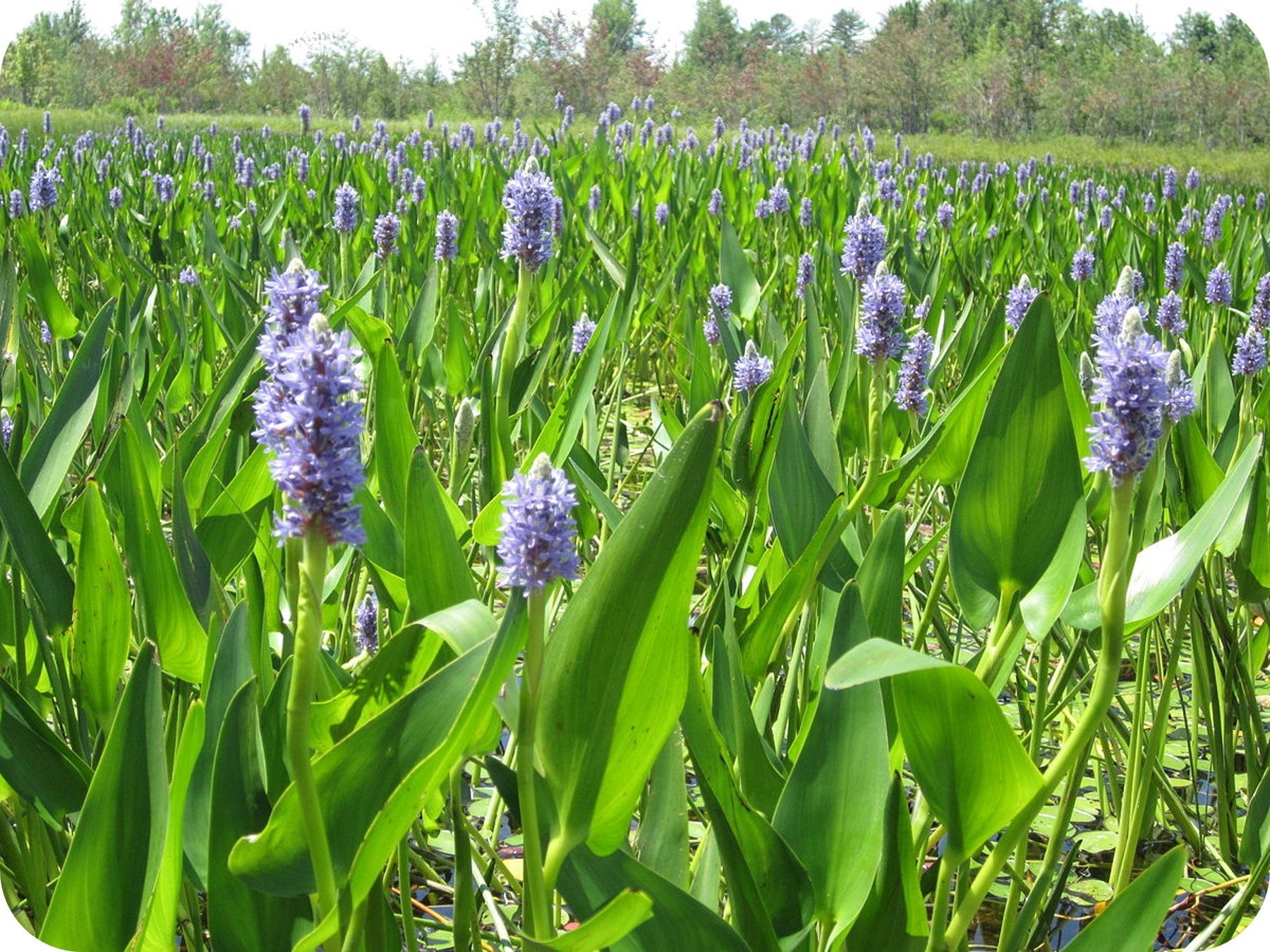 Warrior Plants - Marsh and Emergent – Natural Communities LLC