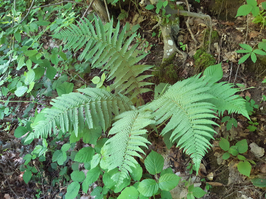 Dryopteris sp. (Wood Fern)
