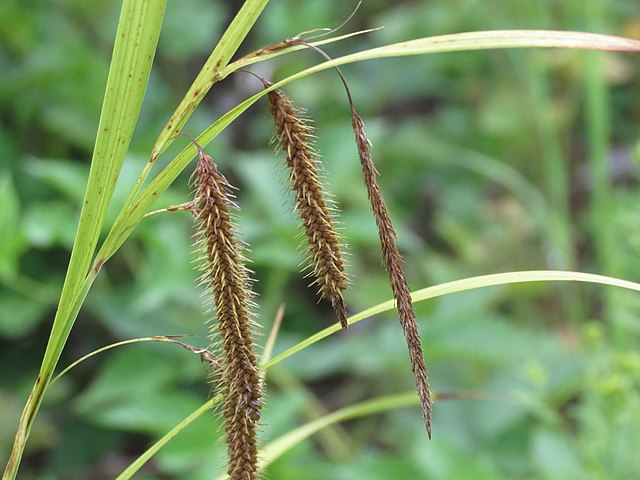 Carex crinita (Fringed Sedge)