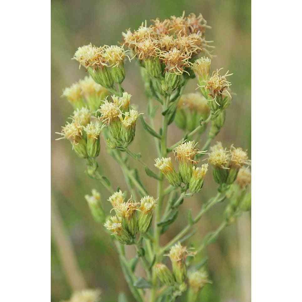 Brickellia eupatorioides (False boneset)