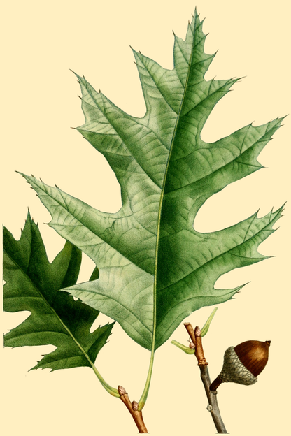 Quercus rubra (Red Oak)