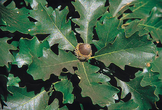 Quercus macrocarpa (Bur Oak)