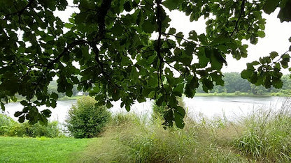 Quercus bicolor (Swamp White Oak)