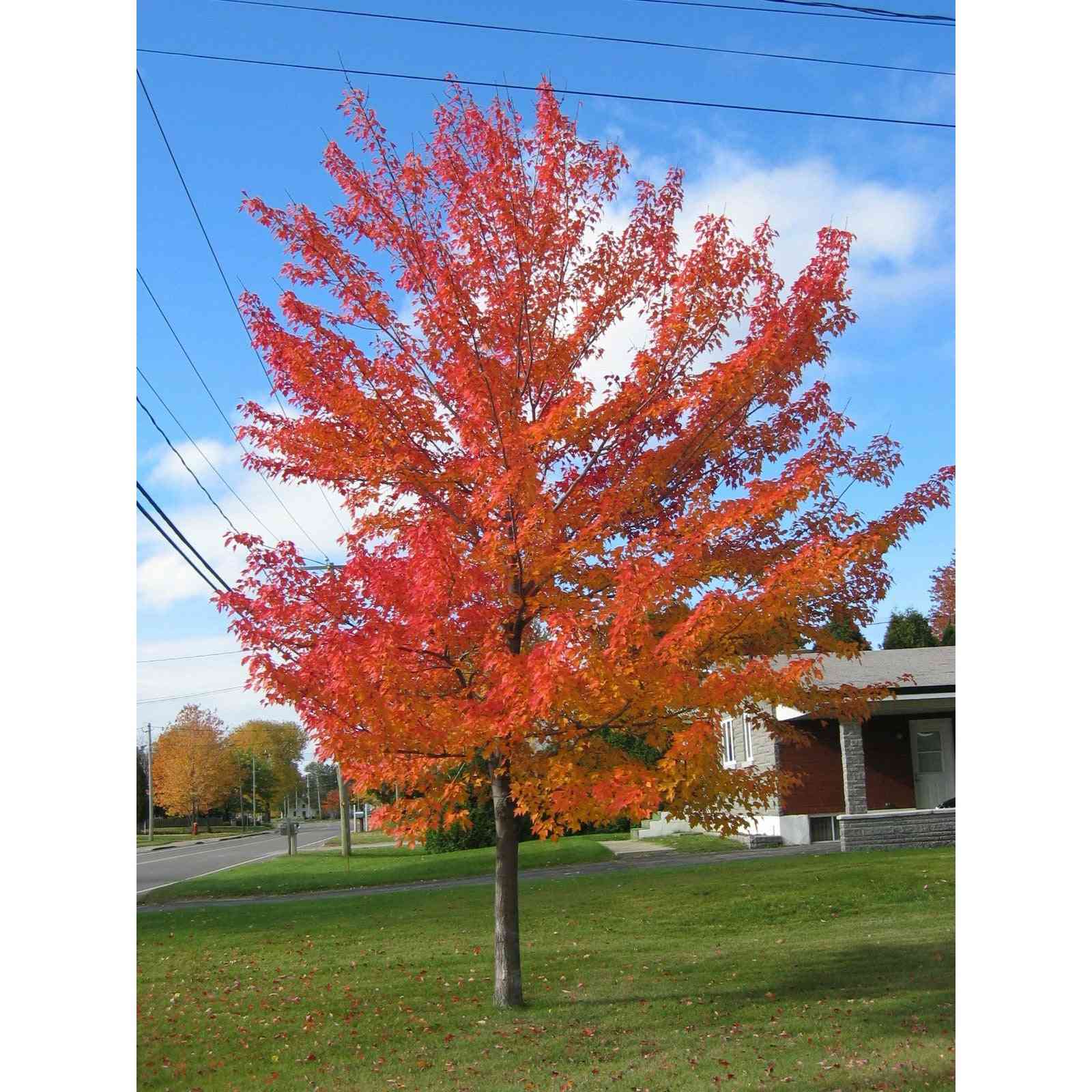 Acer rubrum (Red Maple)  Natural Communities LLC