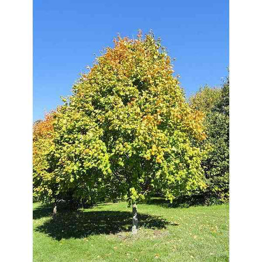 Acer nigrum (Black Maple)  Natural Communities LLC